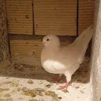 کبوتر|پرنده|بیستون, |دیوار