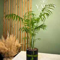 گیاه شامادورا همراه با گلدان فایبر