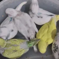 یک جفت مرغ عشق با چهار جوجه