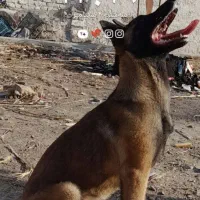 سگ مالینویز