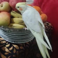 پرنده گم شده، به یابنده مژدگانی داده میشه