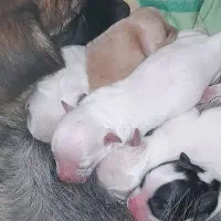 توله سگ پاکوتاه|سگ|بروجن, |دیوار