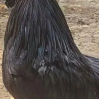 تخممرغ نطفه دار ایام سمانی|حیوانات مزرعه|گرگان, |دیوار