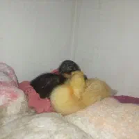 جوجه اردک
