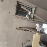 یک جفت طوقی بشرط تخم و جوجه با یک جفت جوجه