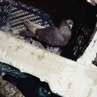 کبوتر سیاه|پرنده|ملکان, |دیوار