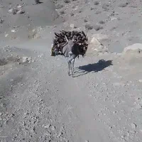 الاغ ماده|حیوانات مزرعه|معمولان, |دیوار