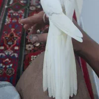 جفت عروس هلندی موتاسیون باتخم مولد|پرنده|کرج, اسدآباد|دیوار