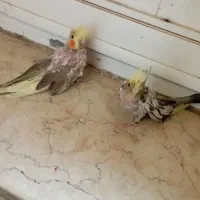 دو عدد جوجه عروس هلندی سرلاکی