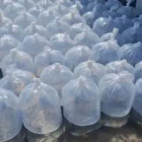 فیتوفک  بیکهد کپور آمور ماهی پرورشی