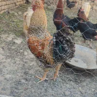 مرغ و خروس|حیوانات مزرعه|ملایر, |دیوار