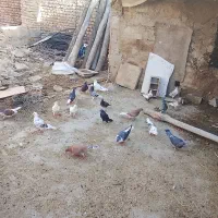85000|پرنده|گنبد کاووس, |دیوار