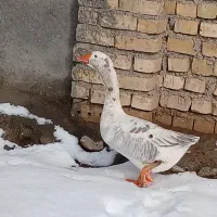 غاز نر|حیوانات مزرعه|نیشابور, میدون بار|دیوار