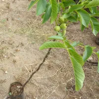 تولید نهال اصلاح شده بارگیری از سال اول|خدمات باغبانی و درختکاری|تنکابن, |دیوار