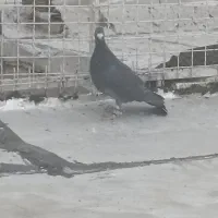 پلاکی|پرنده|شیراز, ماه فیروزان|دیوار