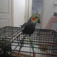 عروس هلندی