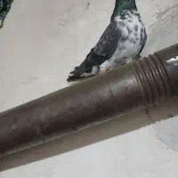 قاره سینه سفید ماده