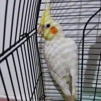 طوطی عروس هلندی|پرنده|ماسال, |دیوار