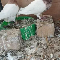 جفت طوقی گوشواری بدون قلط|پرنده|نورآباد ممسنی, |دیوار