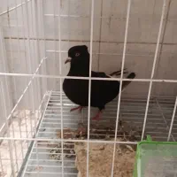 اشعل یا زاق دم سفید 17پر دم نر مست مست