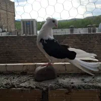 جفت دوکت سیاه زینتی نوک ریز و دو جوجه پرش سنگین