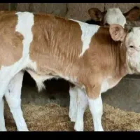 گوساله های درجه یک|حیوانات مزرعه|نیشابور, دارایی|دیوار