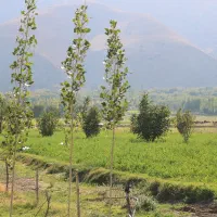 زمین 3 هکتاری بر جاده اشترینان بروجرد