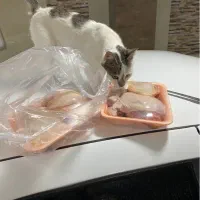 گربه گمشده در کارشناسان فرهنگ و وصال|حیوانات|اردبیل, |دیوار