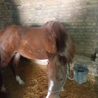 فروش اسب|اسب و تجهیزات اسبسواری|شازند, |دیوار