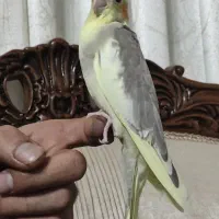 جوجه عروس هلندی ۲ ماهه دون خور|پرنده|تهران, بلورسازی|دیوار