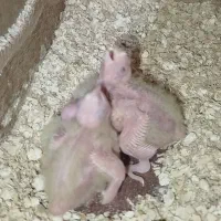 جوجه عروس هلندی لوتینو