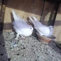 کفتر|پرنده|قم, نیروگاه|دیوار