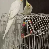 دوجفت عروس هلندی|پرنده|شریفآباد, |دیوار