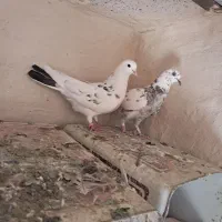 کفتر|پرنده|گلپایگان, |دیوار