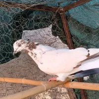 20عدد کبوتر|پرنده|سمنان, |دیوار