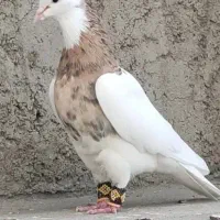 طوقی|پرنده|مبارکه, |دیوار