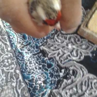 خرید و فروش سهره|پرنده|ارسنجان, |دیوار