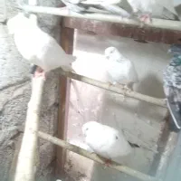 کبوتر|پرنده|رشت, بلوار گیلان|دیوار