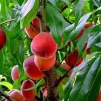 فروش باغ شبستر...ک