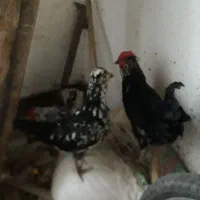 مرغ های گلچین شده در نورآباد ممسنی