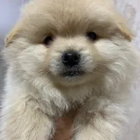 سگ پامرانین خرسی