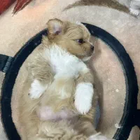 سگ دوماهه شیترو پامر|سگ|اصفهان, سپاهانشهر|دیوار