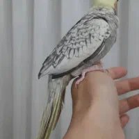 طوطی عروس 2ماهه رام|پرنده|رشت, نظری|دیوار