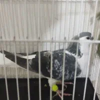 کفتر ساده مگسی|پرنده|تربت‌حیدریه, شهرک ولیعصر|دیوار