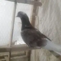 کفتر شازده مناسب و۴تا قناری دوتا ماده دوتا نر|پرنده|کاشان, سرفره و صدره|دیوار