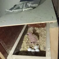 عروس هلندی|پرنده|الوند, |دیوار