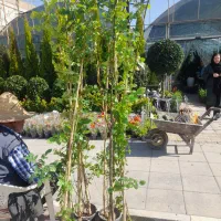 خدمات باغبانی و سمپاشی  در تمام نقاط شهر