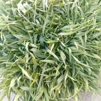 تره تازه