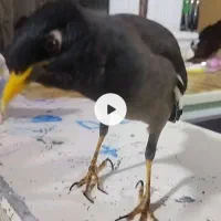 مرغ مینا گم شده