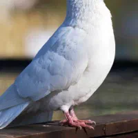 کبوتر رنگی خال دار